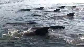 preview picture of video 'Pilot Whales so Close You Could Walk on Them'