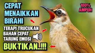 Download lagu Suara Trucukan Gacor Ngalas & Ropel - Pancingan Terbaik Agar Cepat Bunyi mp3