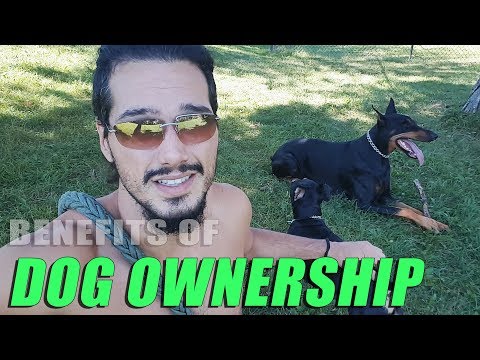 Should You Get A Dog? Benefits of Owning Dogs 🐾 What To Consider Video