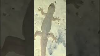 Download lagu efek suara cicak #shorts #reftil mp3 Download lagu efek suara cicak #shorts #reftil mp3