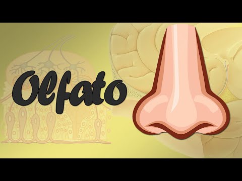 Sentido del Olfato - Fisiología