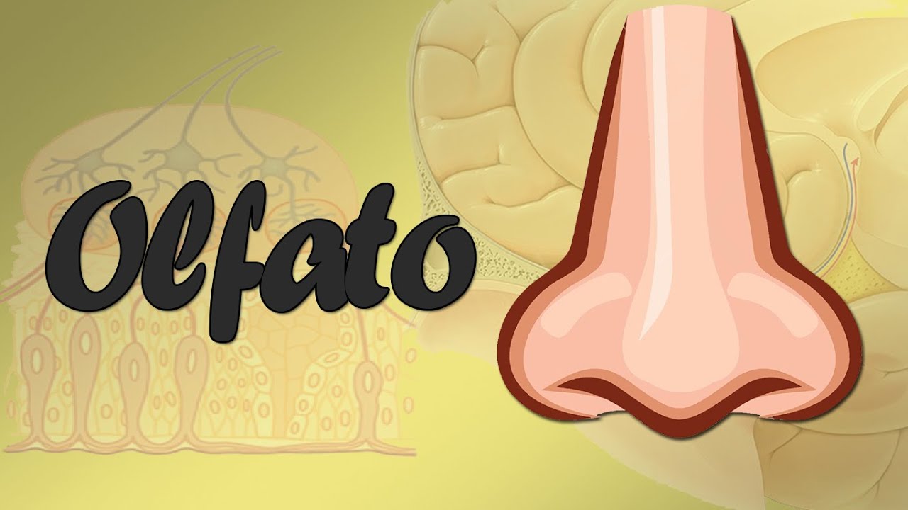 Sentido del Olfato - Fisiología
