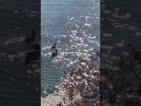 Munjane manjalli song whatsapp status#raghudixitmusic#kannadasong#raghudixit#viral#vital@raghudixit