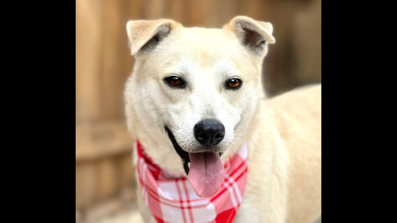 Enlarge Tito, a Adoptable mixed breed in Austin, TX video 6/6