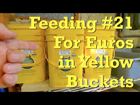 Yellow buckets with Euro nightcrawler worms fed again on day 278 - vermicompost