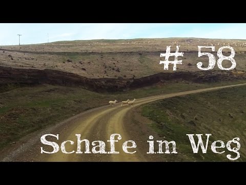 Schaf überfahren ? Picton Neuseeland / Weltreise Vlog / Work and Travel #58
