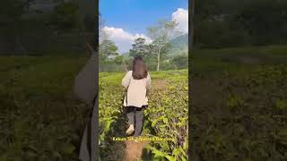 Download lagu Kebun Teh Pepeteka Cafe di Bandung #jalanjalan #kebunteh #bandung mp3