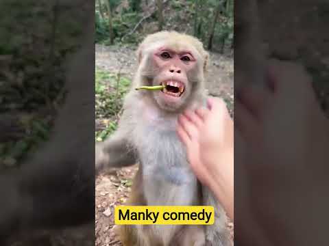 manke comedy video #mankey #comedy #funny #video