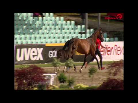 Hengstfohlen Fürst Toto von Fürstenball x Totilas Charity Fohlen für die Aktion Reiten gegen den
