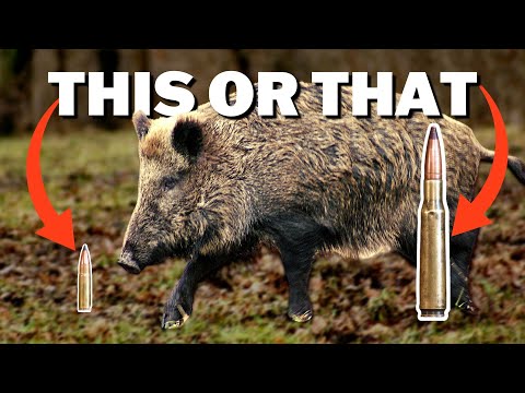 The BEST Feral Pig Cartridges