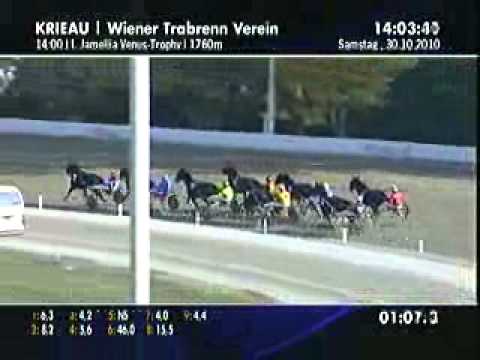 Sieg von Hi Hall King am 30. Oktober in der Krieau