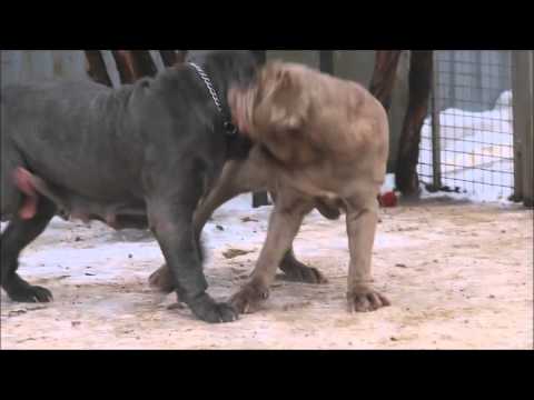 download lagu mp3 mp4 Mastino Napoletano Kennel, download lagu Mastino Napoletano Kennel gratis, unduh video klip Mastino Napoletano Kennel