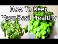 How To Keep Your Store Bought Basil Alive