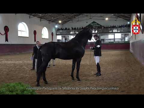 231021 13 Nicodemus Sernadinha - Aprovação de Reprodutores