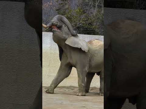 マルミミゾウはゆっくりと生きる