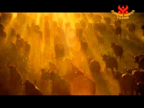 INTRO - Our beautiful world - 23 Apr 2011