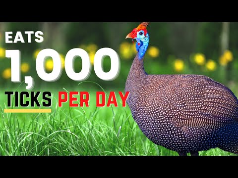 , title : 'Raising Guinea Fowl for Beginners - Eradicate Ticks and Insects!'