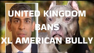 UNITED KINGDOM BANS XL AMERICAN BULLY #americanbully #dog #puppy #xlbully #americanbullies