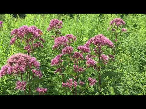 Moment of nature at Callahan State Park
