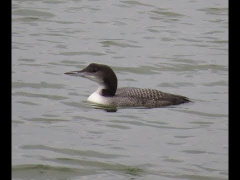 160 Potáplice lední, Gavia Immer, Great Northern Loon, Eistaucher, Jarmila Kačírková