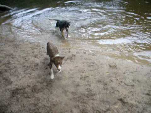 Lani vs. Pitu vs. Donoper Teich