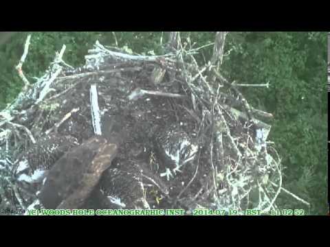 Chick wingercising, trying to get fed, another gets scolded - (C) Woods Hole Oceanographic Inst