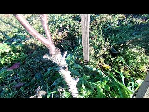 Прививка груши и яблони в расщеп и за кору. Результаты весенней прививки