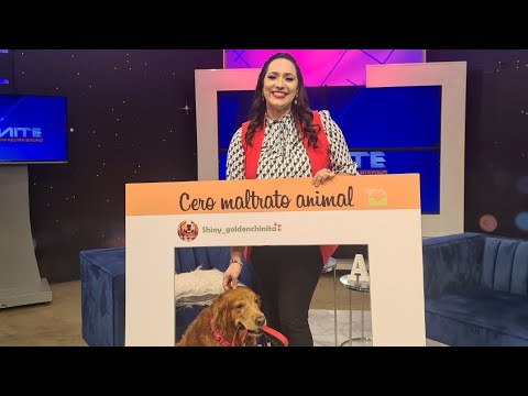 SHINY! LA GOLDEN RETRIEVER INFLUENCER! #dogs #animals #GoldenRetriever