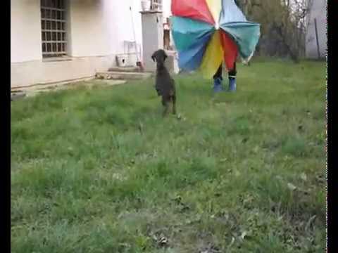 Dinas Affaraon Basim, 50 days available for sale