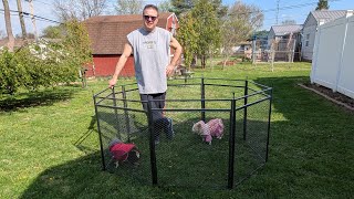 Petorldog Dog Playpen with Safety Mesh, 32" Height 8 Panels Indoor /Outdoor Review
