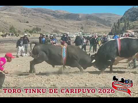 TORO TINKU DE CARIPUYO 2026    ACERO      vs     NEGRURAS 