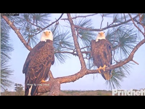SWFL Eagles ~Missing The Kids 💕 Mom Sleeps On Nest While Dad Watches From Attic! Nestorations 2.2.21