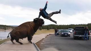 OS VIDEOS MAIS SURPREENDENTES DO MUNDO ANIMAL