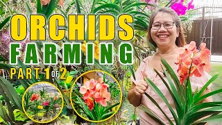 AMAZING ORCHIDS FARMING | HOBBY NOON, BUSINESS NA NGAYON! PWEDE RIN PALA KUMITA NG EXTRA SA ORCHIDS!