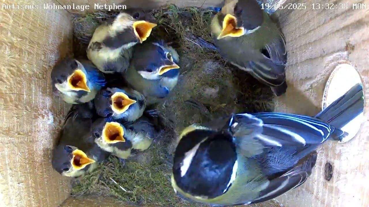 Die Kohlmeisen an der Autismus Wohnanlage werden bald flügge! | 19.05.2025