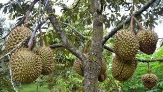 Download lagu TRIK MEMAKSA POHON DURIAN CEPAT BERBUAH mp3 Download lagu TRIK MEMAKSA POHON DURIAN CEPAT BERBUAH mp3