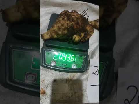 Kali haldi black turmeric, 1 kg, finger