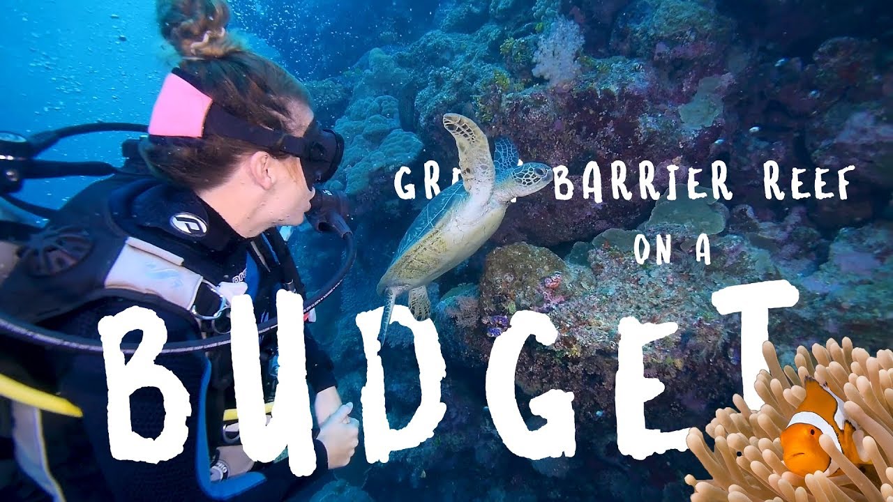 Great Barrier Reef on a Budget | Complete Snorkelling Guide for Beginners! 🐠