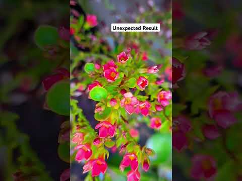 LMC8.4 using Canon RTTG configuration