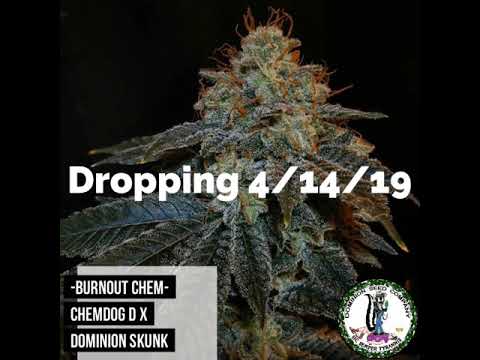 Dominion Seed Company - Burnout Chem