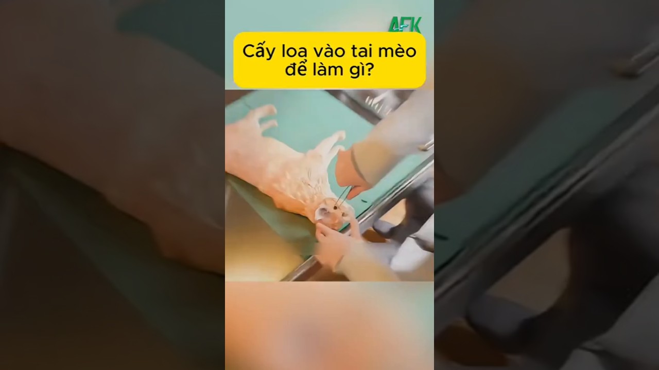Cấy loa vào tai mèo để làm gì?