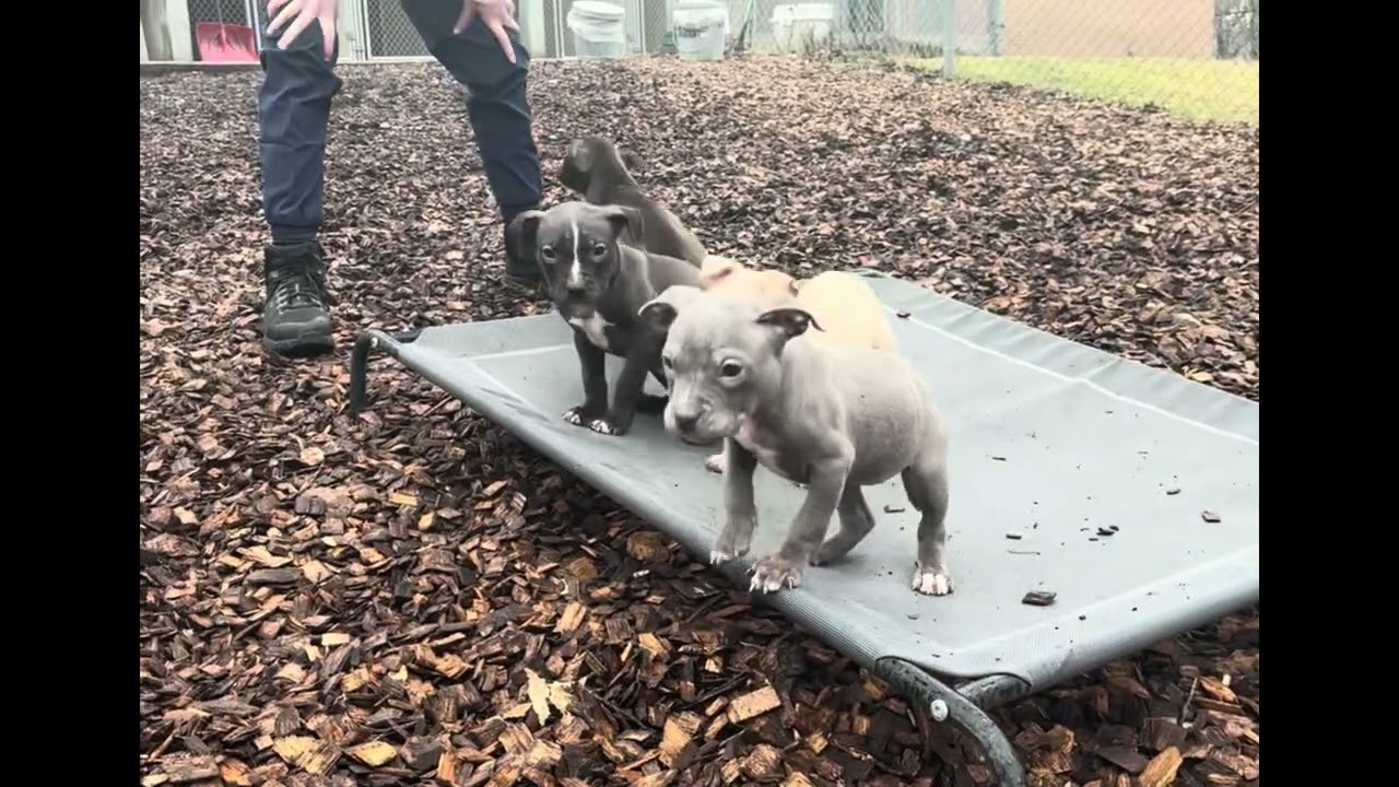 Enlarge Amy - #50526, a ADOPTABLE mixed breed in Columbia, MD video 3/6