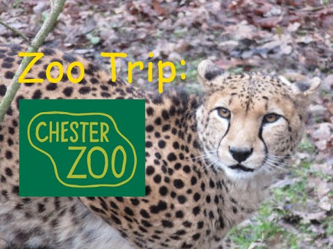 Chester Zoo Trip January 2016