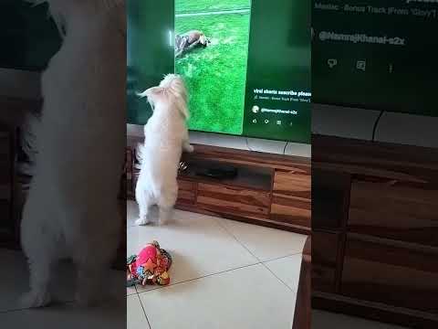 subscribe vairal shorts