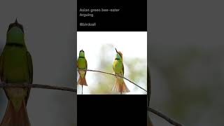 Download lagu Burung pemakan lebah hijau sedang berdebat #burung #burung-burung #alam #dunia burung #suara burung #planet burung #worldofnaturetv mp3 Download lagu Burung pemakan lebah hijau sedang berdebat #burung #burung-burung #alam #dunia burung #suara burung #planet burung #worldofnaturetv mp3