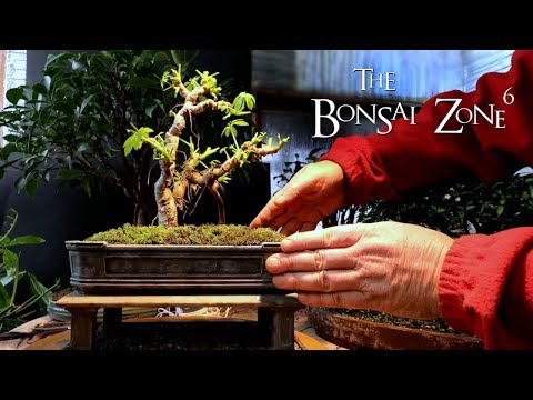 Show and Tell in The Bonsai Zone, Dec 2019