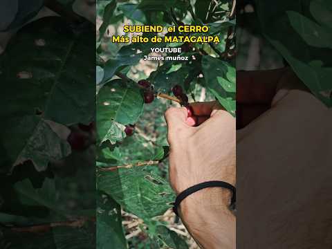 Subiendo el CERRO más alto de MATAGALPA !! #turismo #matagalpa #jamesmuñoz #nicaragua #montaña
