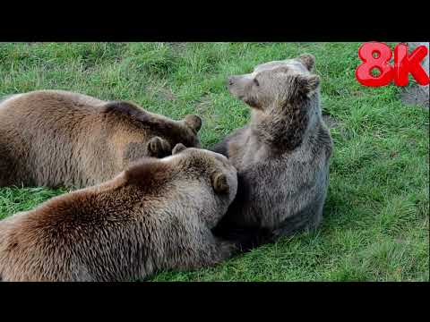 Animals of Asia 8K - Amazing Scenes of Asia Wildlife