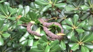 Download lagu SNAKE at Zilker Botanical Garden, Austin, TX mp3 Download lagu SNAKE at Zilker Botanical Garden, Austin, TX mp3