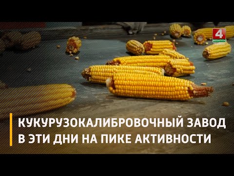 Кукурузокалибровочный завод эксбазы «Криничная» принял и обработал 24 тысячи тонн початков кукурузы от предприятий видео